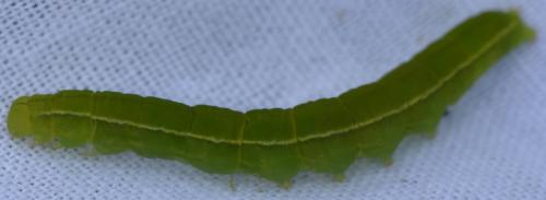 Réf. 286 272 : Scoliopteryx libatrix